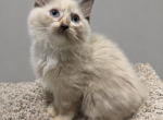 Torti Ragdoll Female - Ragdoll Kitten For Sale - 