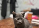 No name - Domestic Kitten For Adoption - 