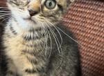 No name yet - Domestic Kitten For Sale - N Valley Stream&comma; NY&comma; US