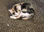 Butter - Domestic Kitten For Sale - Mobile&comma; AL&comma; US