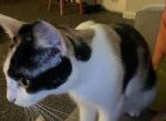 Cali - Domestic Cat For Adoption - 