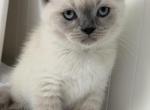 Casper - British Shorthair Kitten For Sale - Brooklyn&comma; NY&comma; US