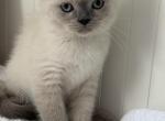 Milo - British Shorthair Kitten For Sale - Brooklyn&comma; NY&comma; US