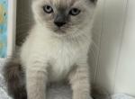 Casper - British Shorthair Kitten For Sale - Brooklyn&comma; NY&comma; US
