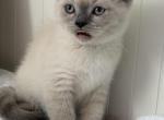 Casper - British Shorthair Kitten For Sale - Brooklyn&comma; NY&comma; US