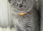 Queenie - British Shorthair Kitten For Sale - Brooklyn&comma; NY&comma; US