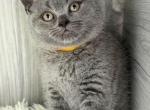 Margo - British Shorthair Kitten For Sale - 