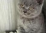 Mimi - British Shorthair Kitten For Sale - Brooklyn&comma; NY&comma; US