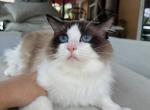 Naonao - Ragdoll Cat For Sale - Miami Lakes&comma; FL&comma; US