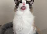 Arthur - Ragdoll Cat For Sale - Miami Lakes&comma; FL&comma; US