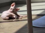 monkey - Sphynx Cat For Adoption - Manhattan&comma; NY&comma; US