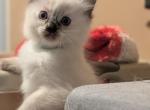 Juniper - Ragdoll Kitten For Sale - Fountain&comma; CO&comma; US