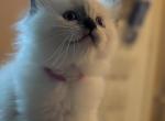 Julia - Ragdoll Kitten For Sale - Fountain&comma; CO&comma; US