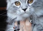 Maine Coon Dollface Persian Hybrid - Maine Coon Kitten For Sale - Mount Penn&comma; PA&comma; US