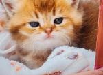 Marusya - Scottish Fold Kitten For Sale - Palm Coast&comma; FL&comma; US