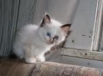 Dax Polydactly - Ragdoll Kitten For Sale - La Porte&comma; IN&comma; US