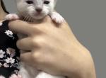 Blue Mitted Male - Ragdoll Kitten For Sale - 