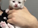 Blue bi color female - Ragdoll Kitten For Sale - 