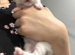 Blue Mitted Male 2 - Ragdoll Kitten For Sale - Adamstown&comma; PA&comma; US
