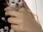 Seal Pointe Male - Ragdoll Kitten For Sale - Adamstown&comma; PA&comma; US