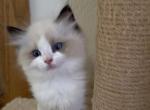 Princess - Ragdoll Kitten For Sale - 