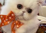 Copper eye white boy - Persian Kitten For Sale - Alameda&comma; CA&comma; US