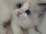 Little - Ragdoll Kitten For Sale - Sunland&comma; CA&comma; US