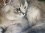 Luxury Kitty Love - British Shorthair Kitten For Sale - WA&comma; US