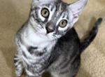 Minnie - Bengal Kitten For Sale - 