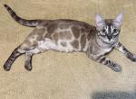 Tyche - Bengal Cat For Sale - 