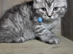 Rosco - Persian Kitten For Sale - 