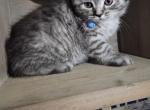 Rosco - Persian Kitten For Sale - Canton&comma; OH&comma; US