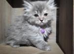 Princess - Persian Kitten For Sale - 