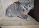 Bam Bam - Persian Kitten For Sale - Canton&comma; OH&comma; US