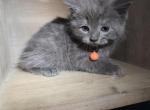 Bam Bam - Persian Kitten For Sale - 