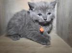 Bam Bam - Persian Kitten For Sale - Canton&comma; OH&comma; US