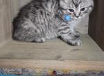 Mamacita's litter - Himalayan Kitten For Sale - 