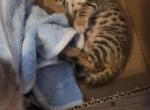 The big bengals - Bengal Kitten For Sale - Pasadena&comma; MD&comma; US