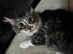 Farm manx kittens - Manx Kitten For Sale - NJ&comma; US