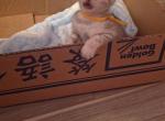 Chelita famale - Bengal Kitten For Sale - 