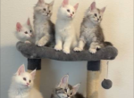 Zeus & Ali - Maine Coon Kitten For Sale - Lakeway&comma; TX&comma; US
