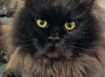 Neffaterri and Bagheera's litter - Maine Coon Kitten For Sale - Vancouver&comma; WA&comma; US