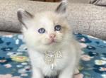 Mink & Traditonal Litter - Ragdoll Kitten For Sale - Ionia&comma; MI&comma; US