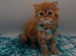 Persian long hair - Persian Kitten For Sale - 