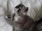 Brooke - Exotic Kitten For Sale - 