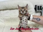 Neon orange collared - Bengal Kitten For Sale - San Jose&comma; CA&comma; US