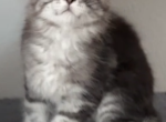 Thor - Maine Coon Kitten For Sale - 