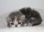 Connor - Persian Kitten For Sale - 