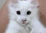 Pinky - Maine Coon Kitten For Sale - 