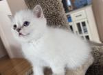 Creamy - Scottish Straight Kitten For Sale - 